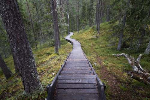 Kainuu-Trail-Hossa-National-Park-Finland-polkujuoksu-trail-running-78-km-Värikallio-portaat-stairs-500px.jpg