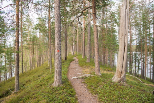 Kainuu-Trail-Hossa-National-Park-Finland-polkujuoksu-trail-running-Hoiluansärkkä-500px.jpg