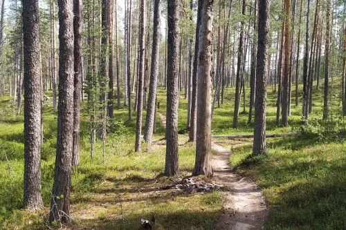 Kainuu-Trail-Hossa-National-Park-Finland-polkujuoksu-trail-running-Kokalmus-500px.jpg