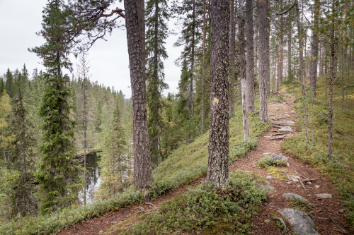 Kainuu-Trail-Hossa-National-Park-Finland-polkujuoksu-trail-running-78-km-Värikallio-500px.jpg