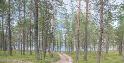 Kainuu-Trail-Hossa-National-Park-Finland-polkujuoksu-trail-running-Kokalmus-polku-rantaan-500px.jpg